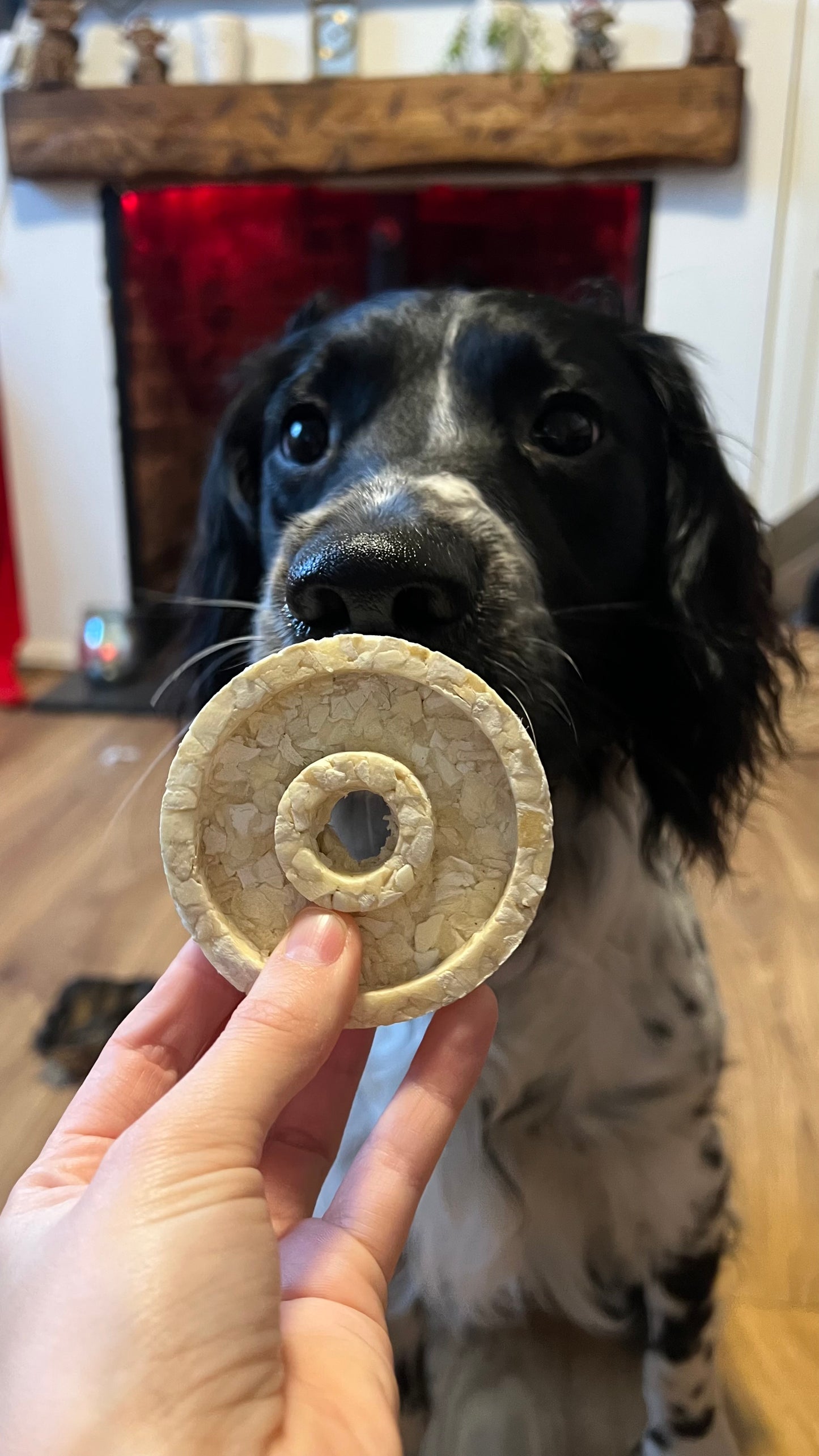 Collagen Bagel