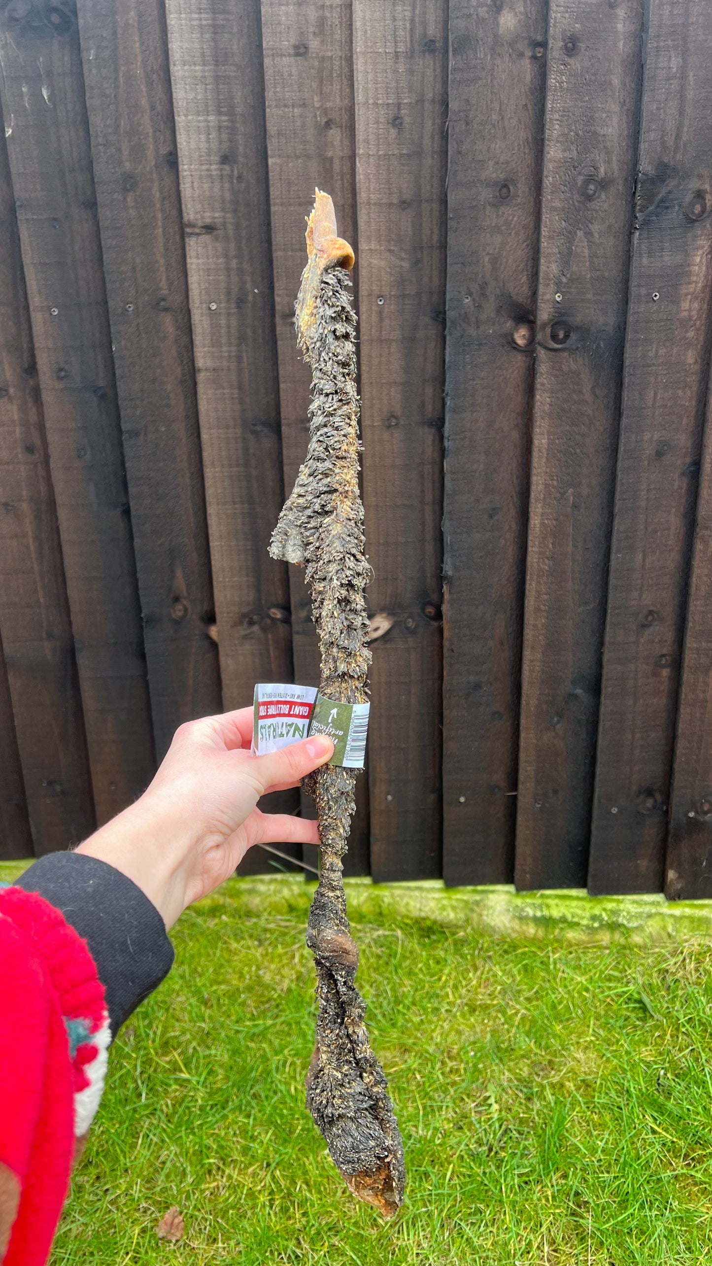 Beef tripe stick giant