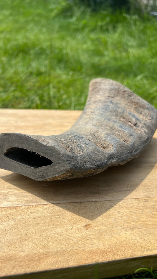 Buffalo horn Medium