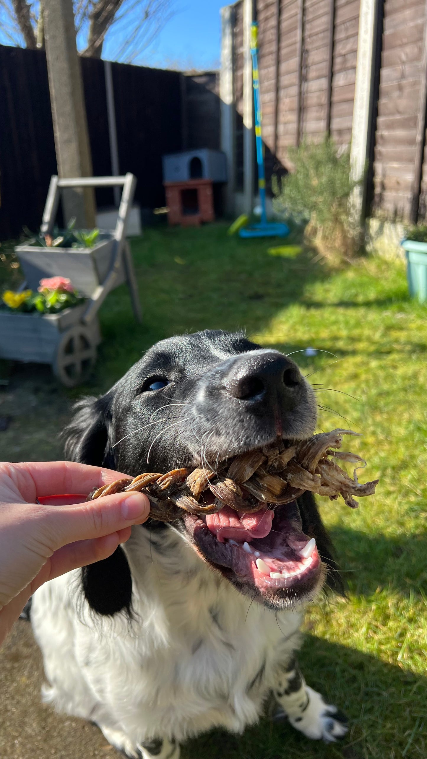 Buffalo gullet braid 15cm