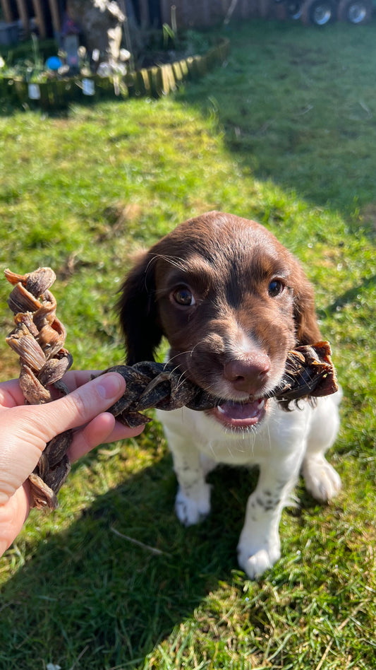 Buffalo gullet braid 15cm