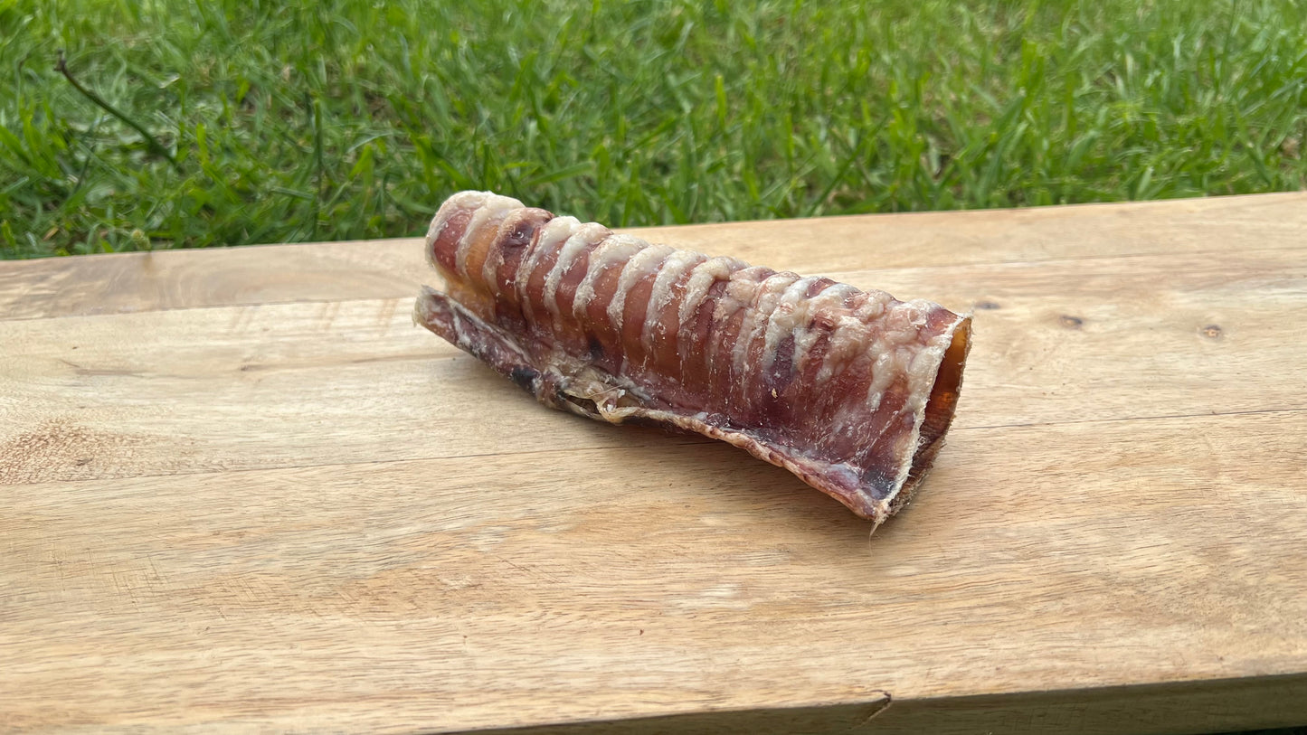 12cm beef trachea