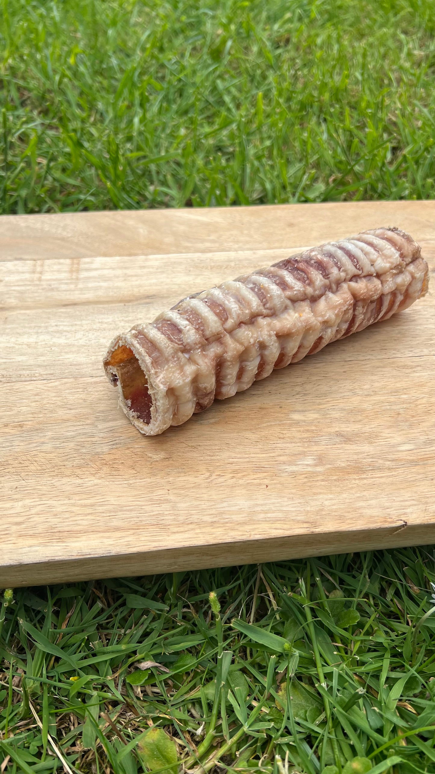 12cm beef trachea