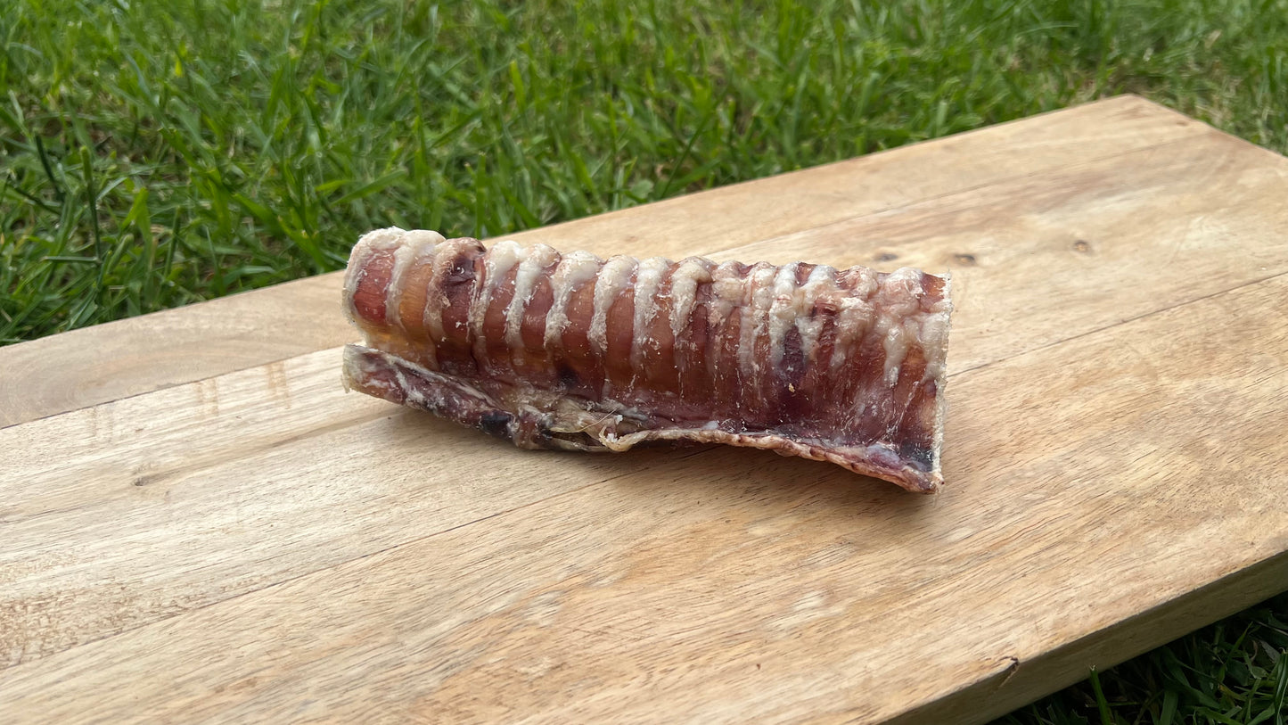 12cm beef trachea