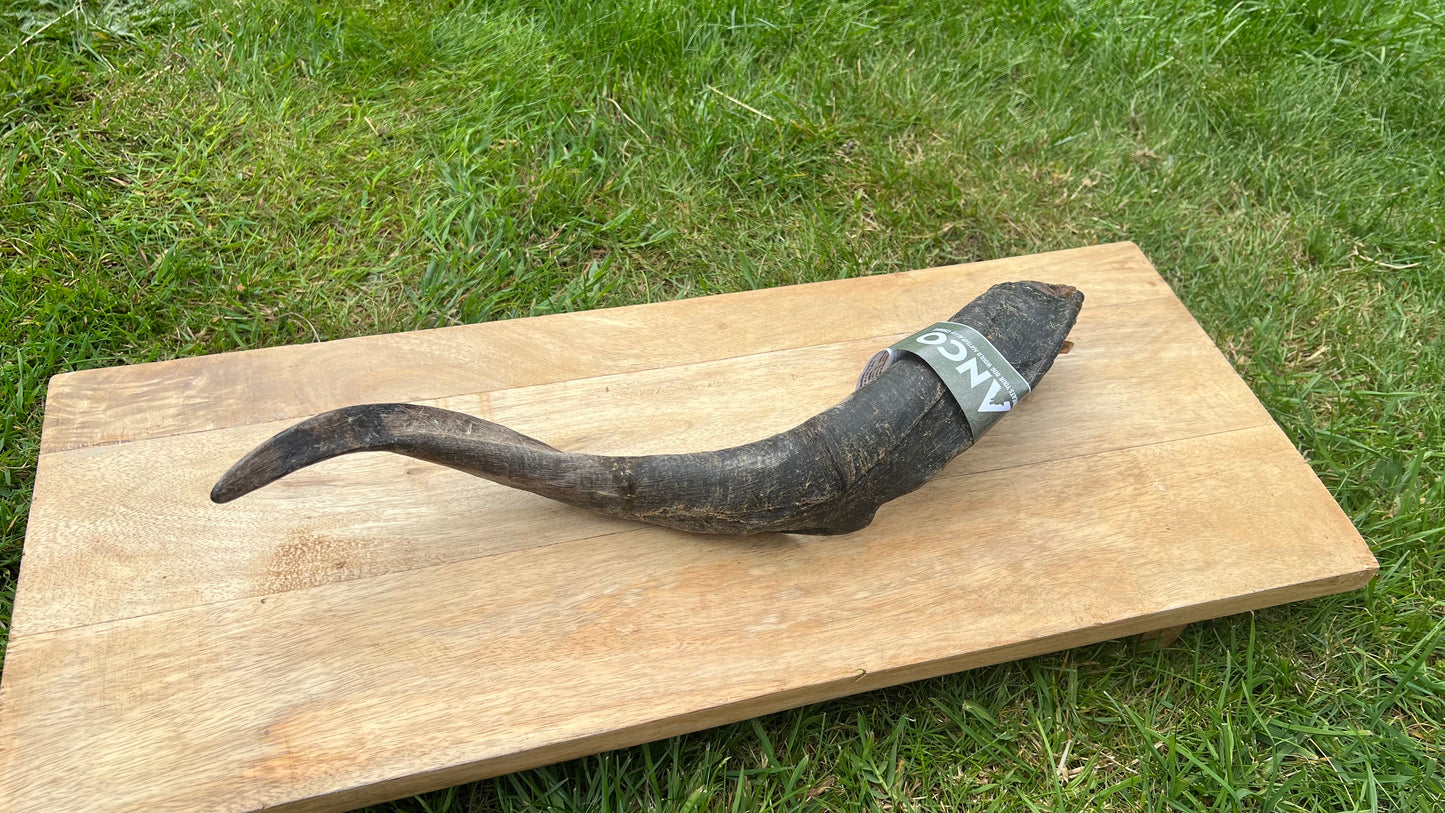 Mega goat Horn