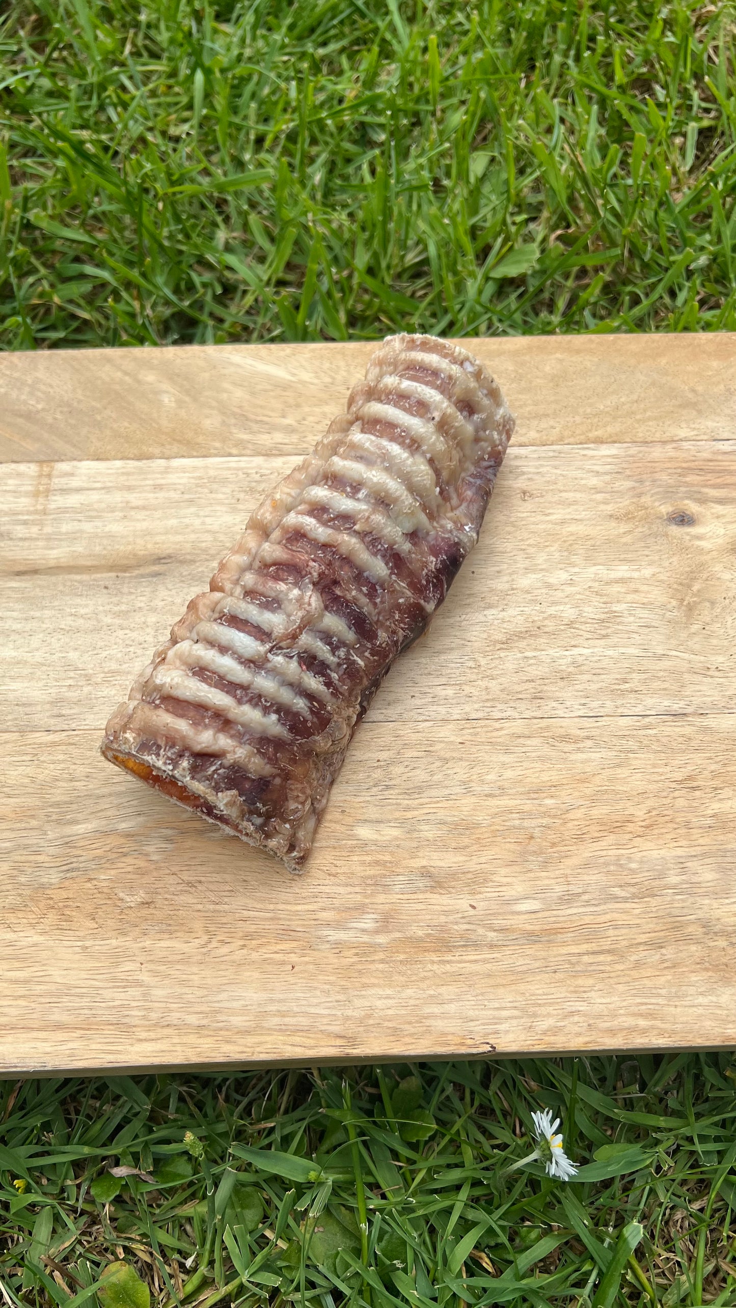 12cm beef trachea