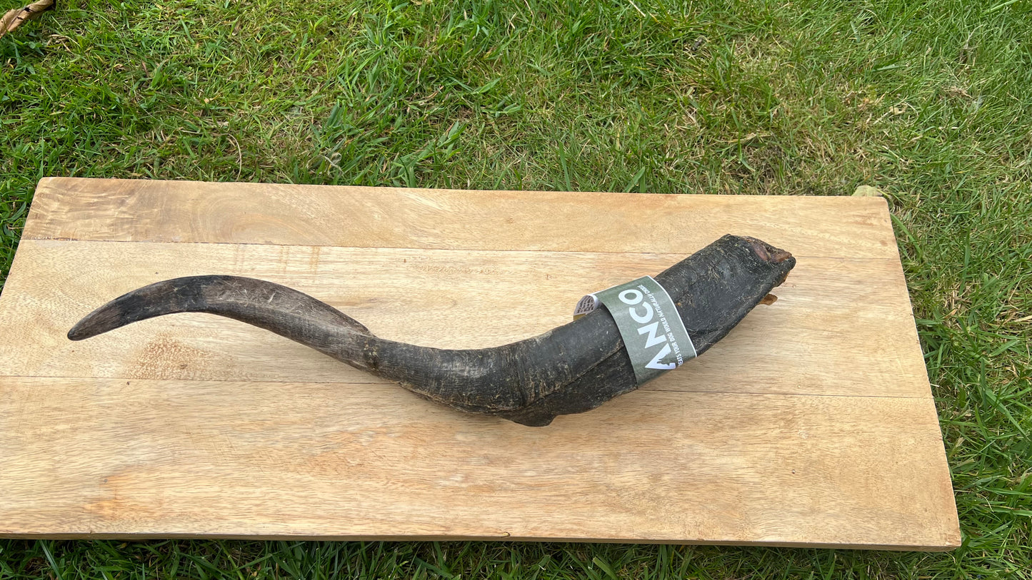 Mega goat Horn