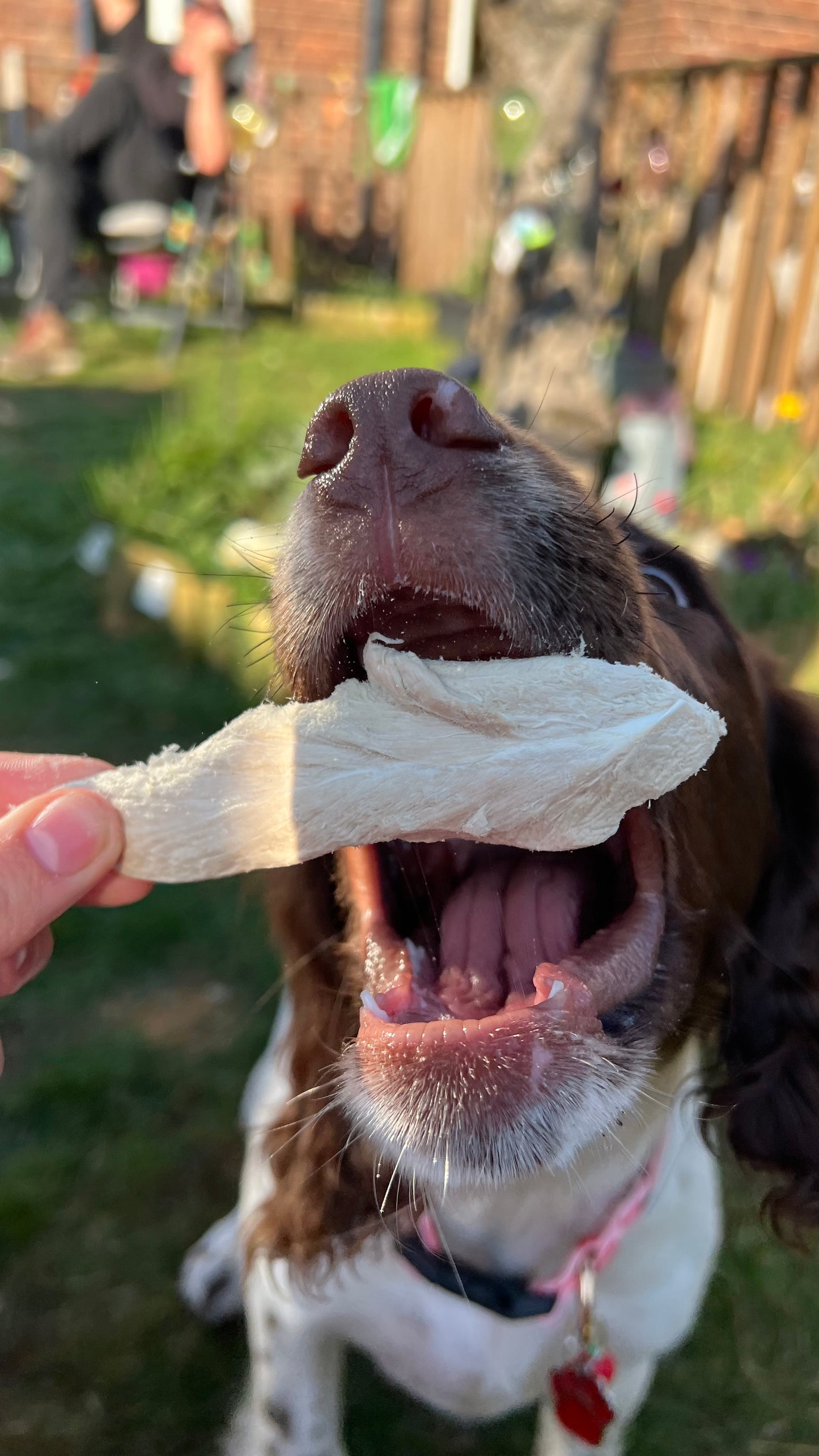 Waita Freeze dried Pieces