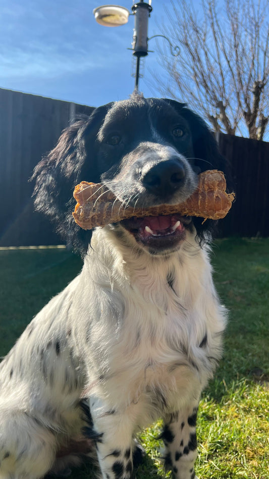 Buffalo trachea bone